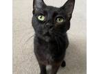 Adopt Delilah a All Black Domestic Mediumhair / Mixed cat in Jupiter