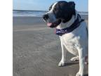 Adopt Zach a Black Border Collie / Mixed dog in Galveston, TX (37901802)