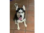 Adopt Jude a Black - with White Siberian Husky / Husky / Mixed dog in Canyon