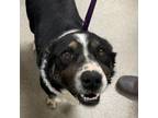 Adopt Daisy a Black Cattle Dog / Mixed dog in Rexburg, ID (37737576)