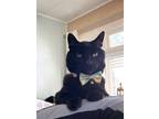 Adopt Dante - COURTESY LISTING a All Black Domestic Shorthair (short coat) cat