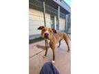 Adopt Libby a Red/Golden/Orange/Chestnut - with White Pit Bull Terrier / Mixed