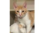 Adopt Chewbacca a Orange or Red (Mostly) Domestic Shorthair (short coat) cat in