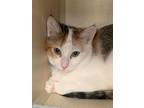 Adopt Rey a Calico or Dilute Calico Domestic Shorthair (short coat) cat in