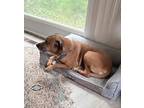 Adopt Megan a Red/Golden/Orange/Chestnut - with Black Rhodesian Ridgeback /