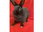 Adopt Koko a Black Havana / Mixed (short coat) rabbit in Edinburg, PA (37737955)