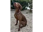 Adopt Vulcan a Brown/Chocolate Weimaraner / Mixed dog in Canyon Country