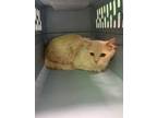 Adopt Marmalade a Orange or Red Domestic Longhair / Domestic Shorthair / Mixed