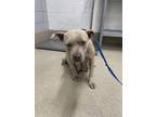 Adopt Mama a Tan/Yellow/Fawn American Pit Bull Terrier / Mixed dog in Fort