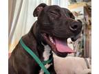 Adopt Javier a Black - with White Pit Bull Terrier / Mixed dog in Zuni