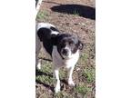 Adopt Abby a Black - with White Rat Terrier / Mixed dog in Wichita Falls