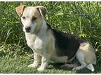Adopt Kitty Foyle a Tricolor (Tan/Brown & Black & White) Beagle / Jack Russell
