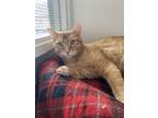 Adopt Alfred a Orange or Red Tabby Domestic Shorthair (short coat) cat in Grass