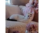 Adopt Wasabi a White Domestic Shorthair / Mixed cat in Lyndhurst, VA (37739750)
