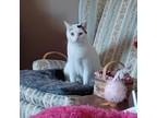 Adopt Tofu a White Domestic Shorthair / Mixed cat in Lyndhurst, VA (37739751)