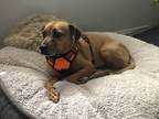 Adopt Chiara a Red/Golden/Orange/Chestnut Black Mouth Cur / Mixed dog in Fort