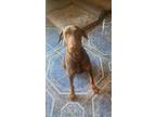 Adopt Daffy 2.0 a Brown/Chocolate - with Tan Doberman Pinscher / Mixed dog in