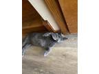 Adopt Corbin a Gray or Blue Domestic Shorthair (short coat) cat in Greensburg