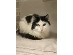 Adopt Sky a White Domestic Longhair / Domestic Shorthair / Mixed cat in Jackson