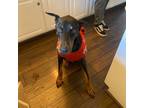 Adopt Harley a Black - with Tan, Yellow or Fawn Doberman Pinscher / Doberman