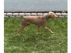 Adopt Patrón a Gray/Blue/Silver/Salt & Pepper Doberman Pinscher / Mixed dog in