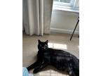 Adopt Reign a Black (Mostly) Domestic Shorthair (short coat) cat in Fairfax