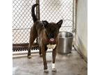 Adopt Hermoso a Brown/Chocolate Pit Bull Terrier / Shepherd (Unknown Type) /