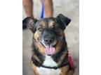 Adopt Debo a German Shepherd Dog dog in Plant City, FL (37741082)