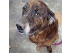 Adopt Louis a Black Plott Hound / Mixed dog in Cabot, AR (37810900)