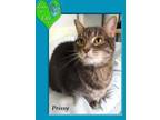 Adopt Prissy a Gray or Blue Domestic Shorthair / Domestic Shorthair / Mixed cat