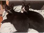 Adopt Frank & Walter a Black & White or Tuxedo Domestic Shorthair (short coat)