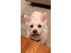 Adopt Lola a White Terrier (Unknown Type, Small) / Mixed dog in Wethersfield