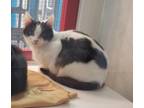 Adopt Cassie a White Domestic Shorthair / Domestic Shorthair / Mixed cat in
