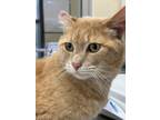 Adopt Phil Flip a Orange or Red Domestic Shorthair / Domestic Shorthair / Mixed
