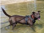 Adopt Baraka a Brown/Chocolate American Pit Bull Terrier / Mixed dog in Lincoln