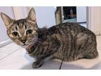 Adopt CHATA a Brown Tabby Domestic Shorthair (short coat) cat in Brea