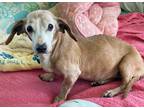 Adopt Harrieta a Red/Golden/Orange/Chestnut - with White Dachshund / Mixed dog