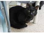 Adopt Beans a All Black Domestic Shorthair / Domestic Shorthair / Mixed cat in
