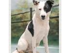 Adopt Bandit a White - with Tan, Yellow or Fawn Cattle Dog / Mixed dog in Casa