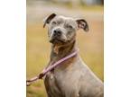 Adopt Phoebe Grace a Brindle Catahoula Leopard Dog / Whippet dog in Plant City