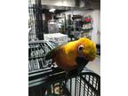 Adopt NICKO a Conure