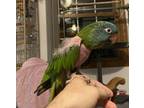 Adopt Kiari a Conure