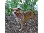 Adopt Cookie a Brown/Chocolate American Staffordshire Terrier / Pit Bull Terrier