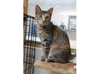 Adopt Patty a Brown or Chocolate Domestic Shorthair / Domestic Shorthair / Mixed