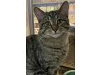 Adopt Remington Starz a Brown or Chocolate Domestic Shorthair / Domestic