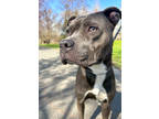 Adopt Karla a Gray/Blue/Silver/Salt & Pepper American Pit Bull Terrier / Mixed