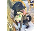 Adopt Flash a Black - with White Labrador Retriever / Border Collie / Mixed dog