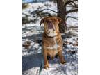 Adopt Jack a Brown/Chocolate Rhodesian Ridgeback / American Pit Bull Terrier dog