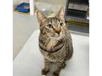 Adopt KIWI a Domestic Shorthair / Mixed (short coat) cat in Battle Creek