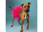 Adopt Molly a American Pit Bull Terrier / Mixed dog in Lake Charles